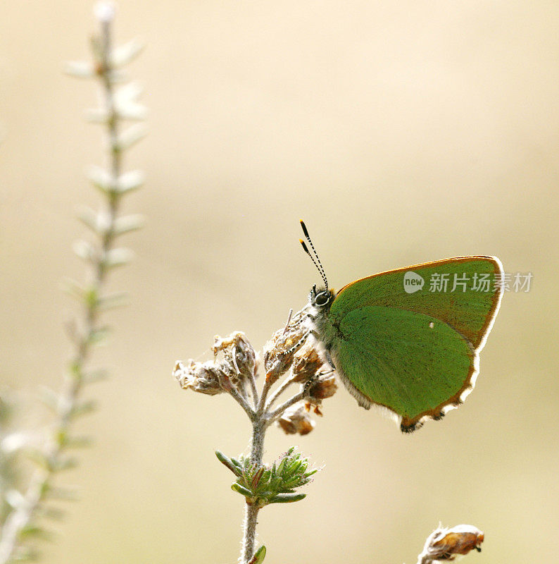 绿纹蝶(Callophrys rubi)